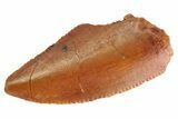 Serrated Raptor Tooth - Real Dinosaur Tooth #333302-1